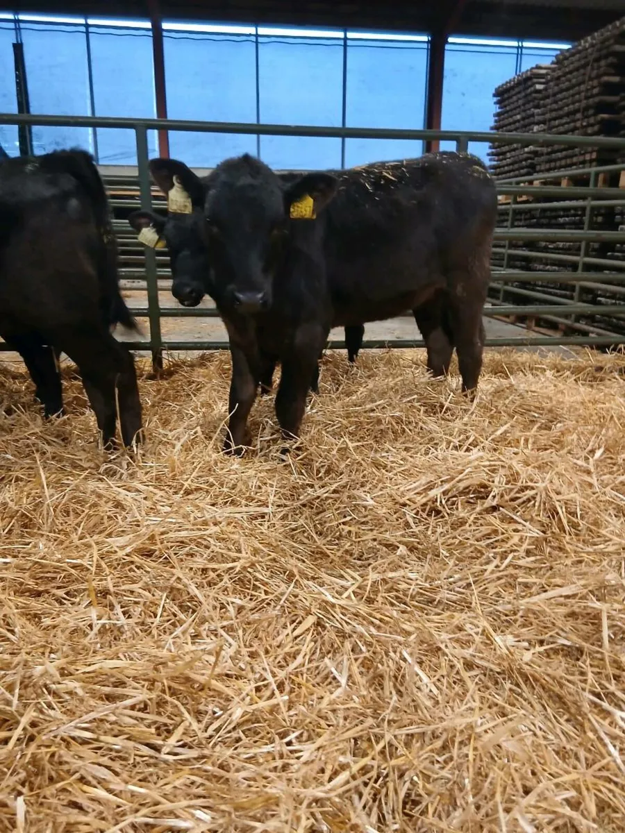 Large selection of Calves for sale - Image 1