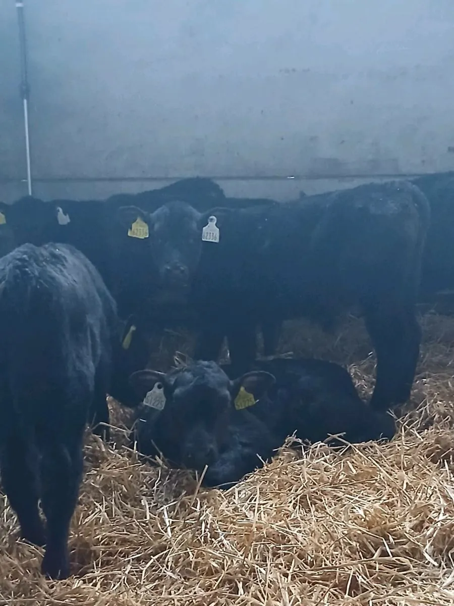 Large selection of Calves for sale - Image 4