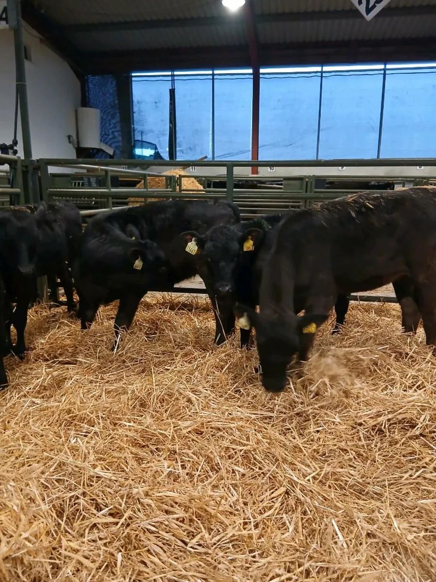 Large selection of Calves for sale - Image 2