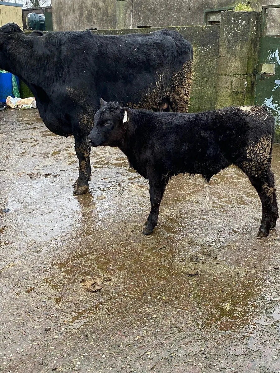 🌟 SUPER ANGUS FIRST CALVER🌟 - Image 1