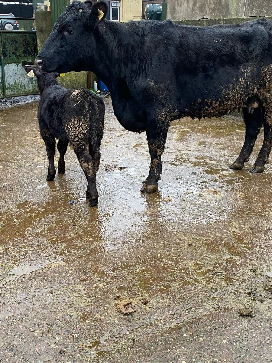 🌟 SUPER ANGUS FIRST CALVER🌟 - Image 4