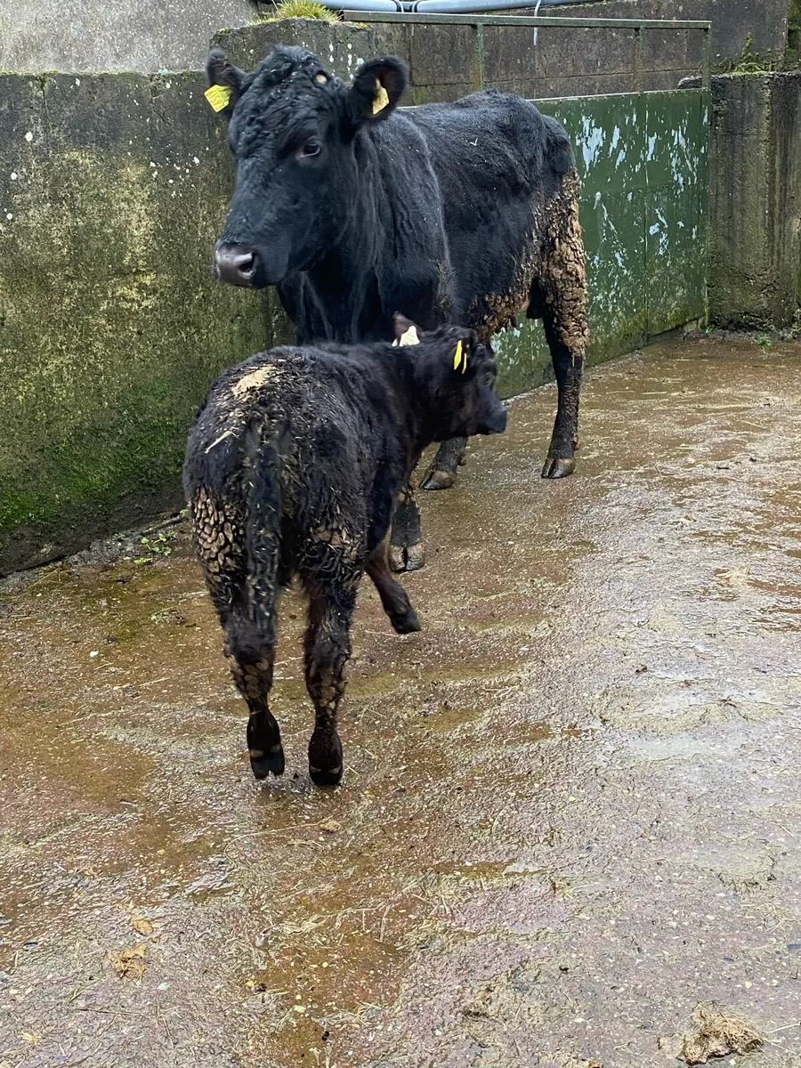 🌟 SUPER ANGUS FIRST CALVER🌟 - Image 2
