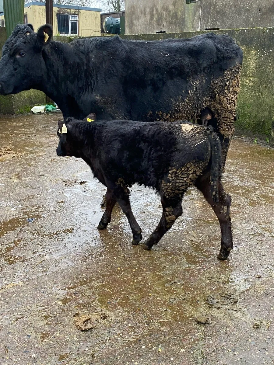 🌟 SUPER ANGUS FIRST CALVER🌟 - Image 3