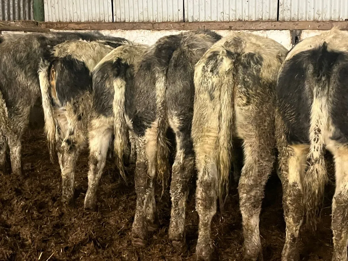 BB Heifers - Image 1