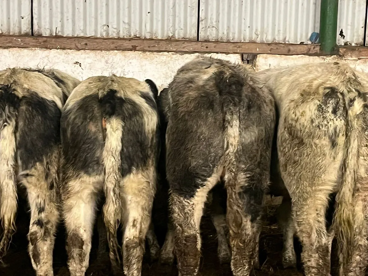 BB Heifers - Image 2