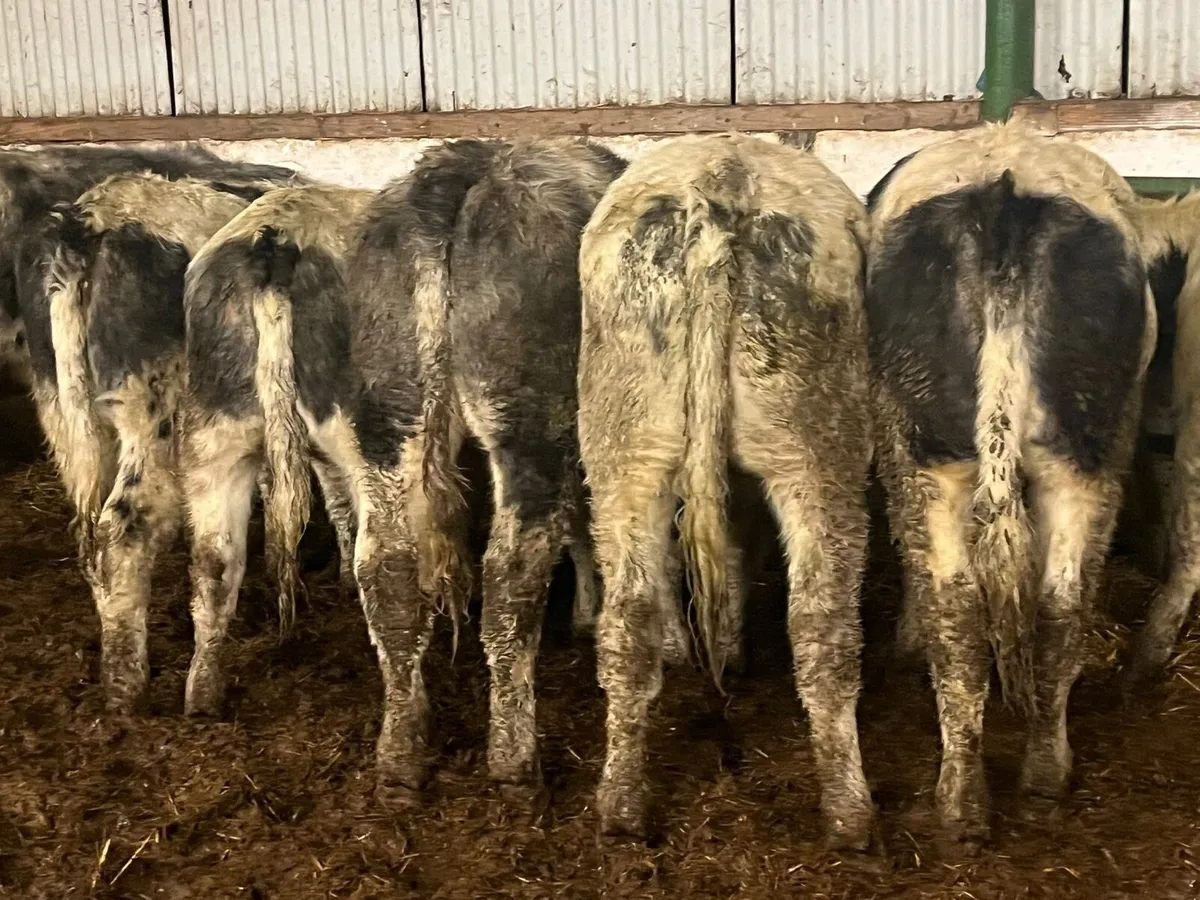 BB Heifers - Image 3