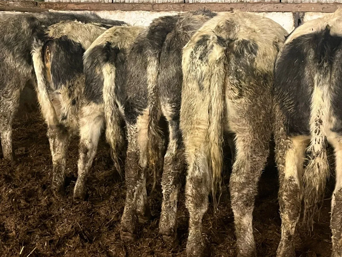 BB Heifers - Image 4