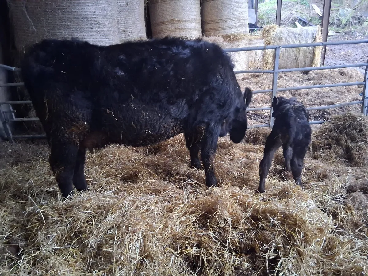 Aberdeen Angus suckler - Image 2