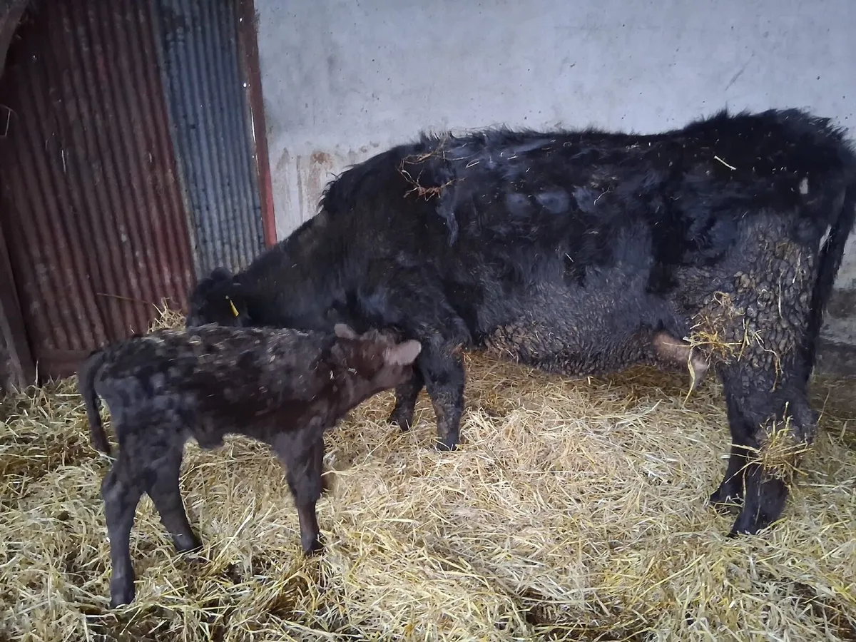 Aberdeen Angus suckler - Image 3