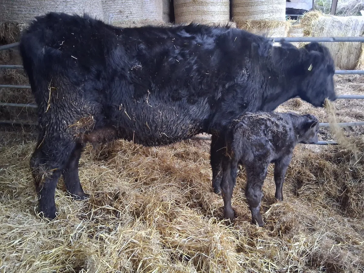 Aberdeen Angus suckler - Image 1
