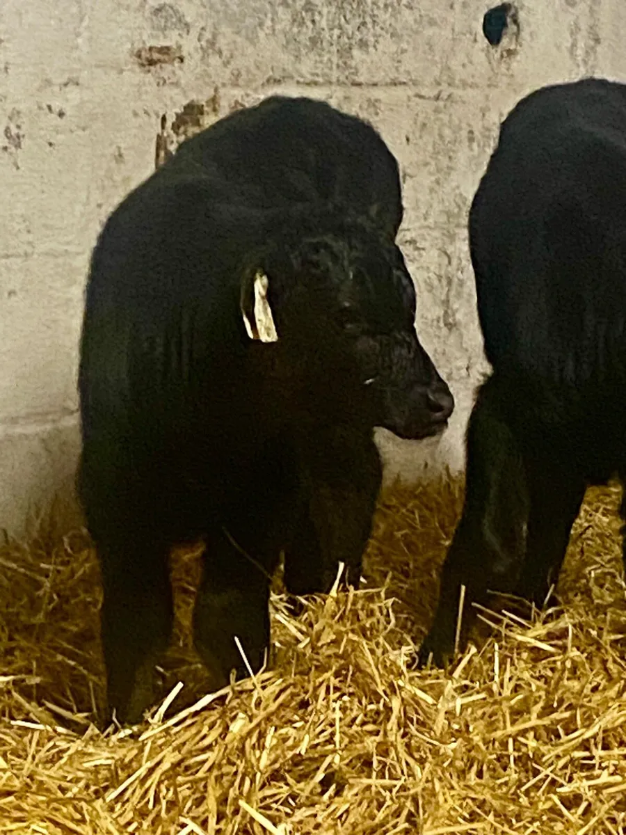 2 SUPER AI BRED CANADIAN ANGUS BULL CALVES - Image 2