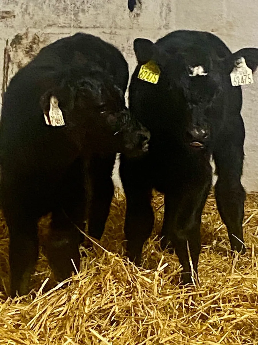2 SUPER AI BRED CANADIAN ANGUS BULL CALVES - Image 1