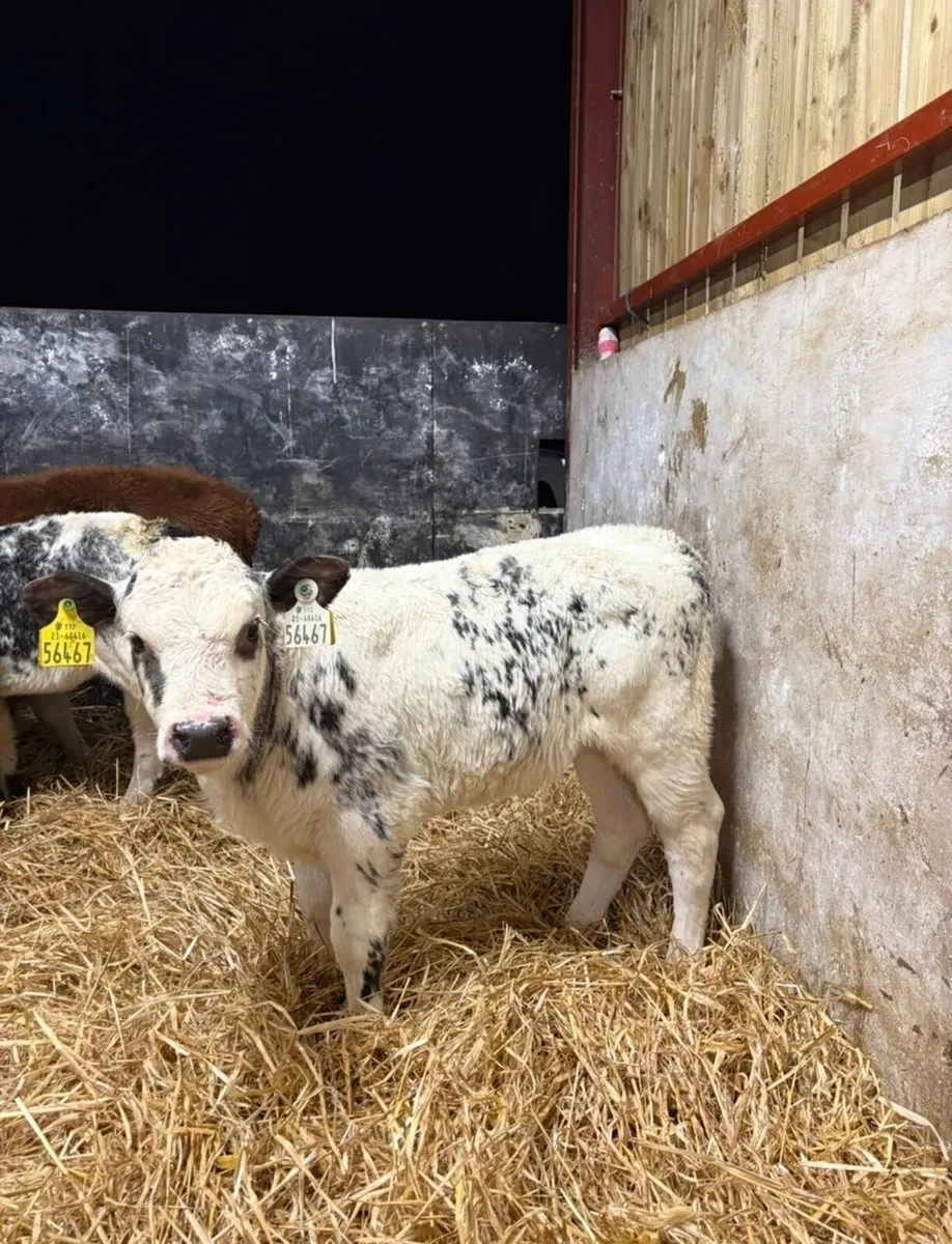 5 super well reared  6-8 week old heifer calves - Image 2