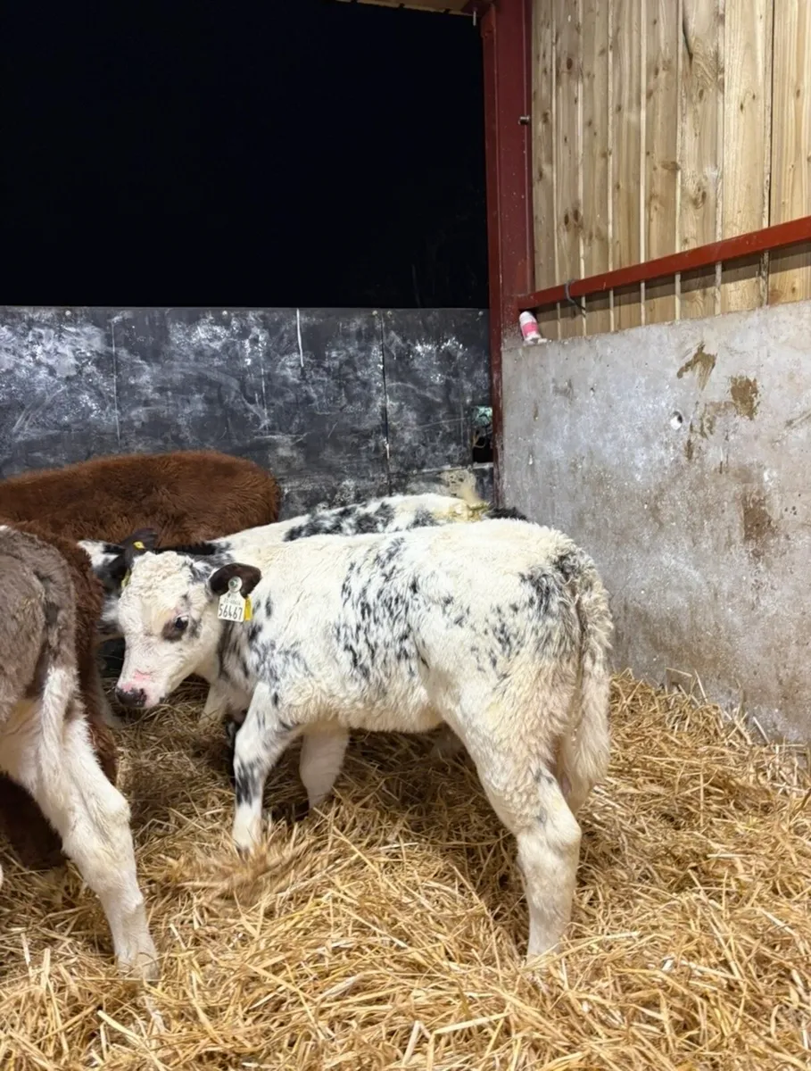 5 super well reared  6-8 week old heifer calves - Image 3