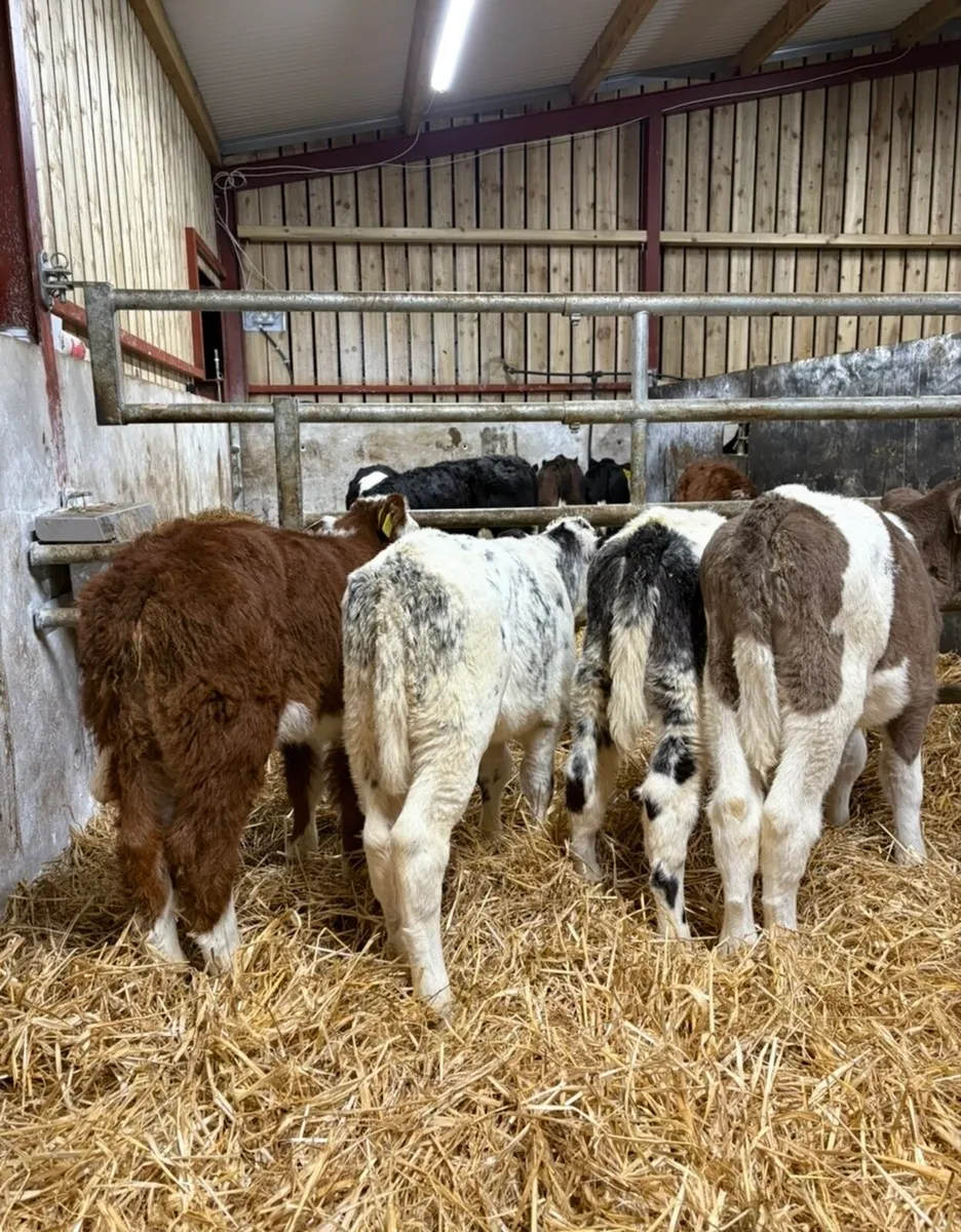 5 super well reared  6-8 week old heifer calves - Image 4