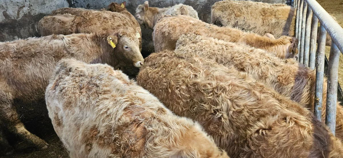 22 Exceptional CHX Heifers 300/350kgs. - Image 3