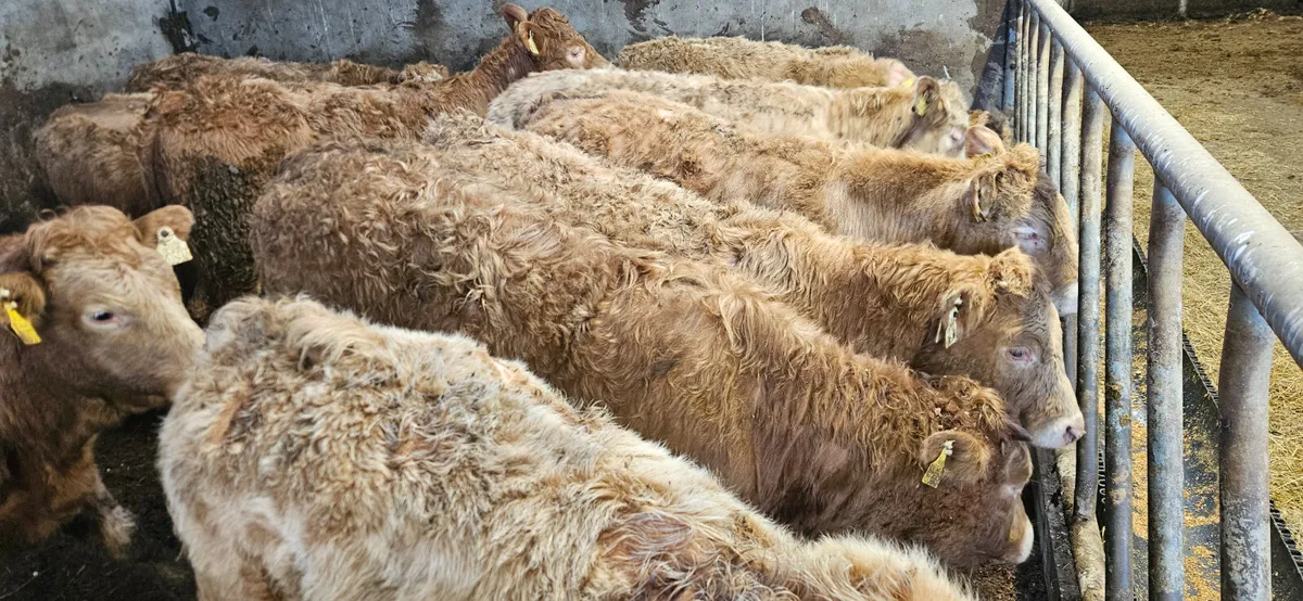 22 Exceptional CHX Heifers 300/350kgs. - Image 2