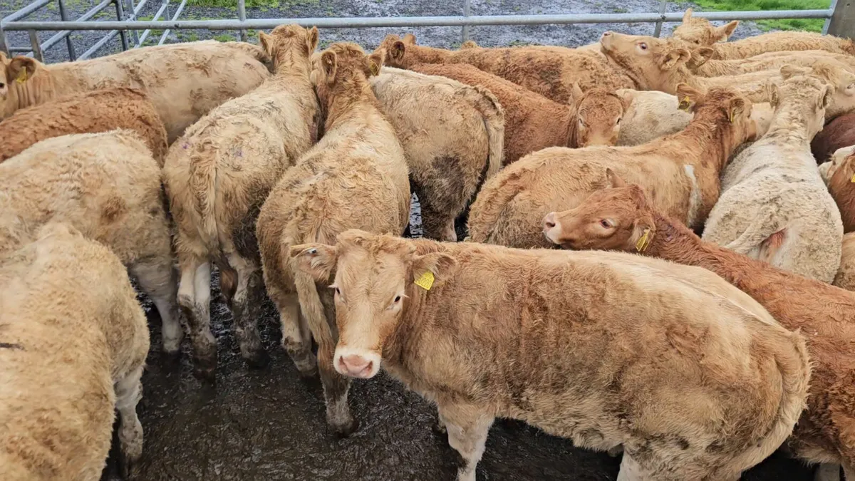 22 Exceptional CHX Heifers 300/350kgs. - Image 4