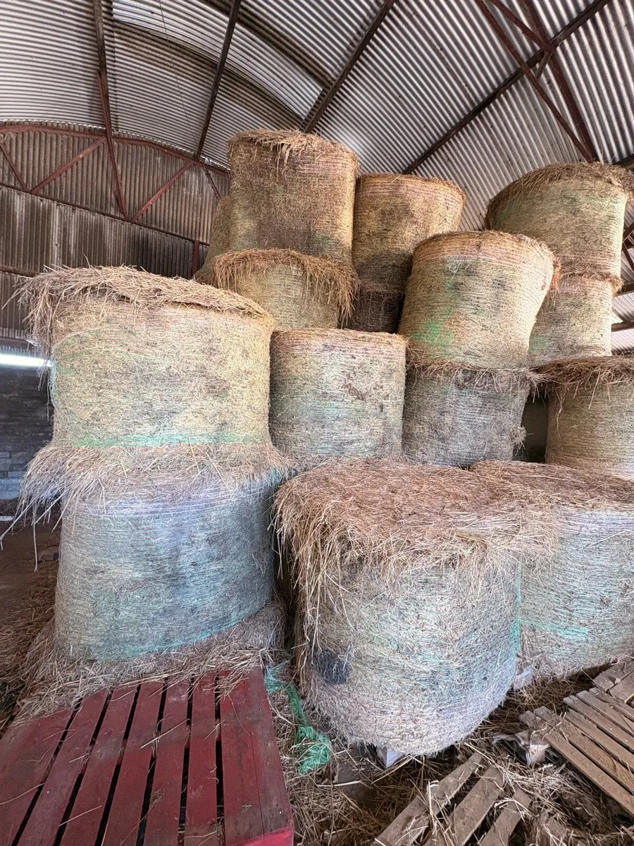Hay suitable for bedding