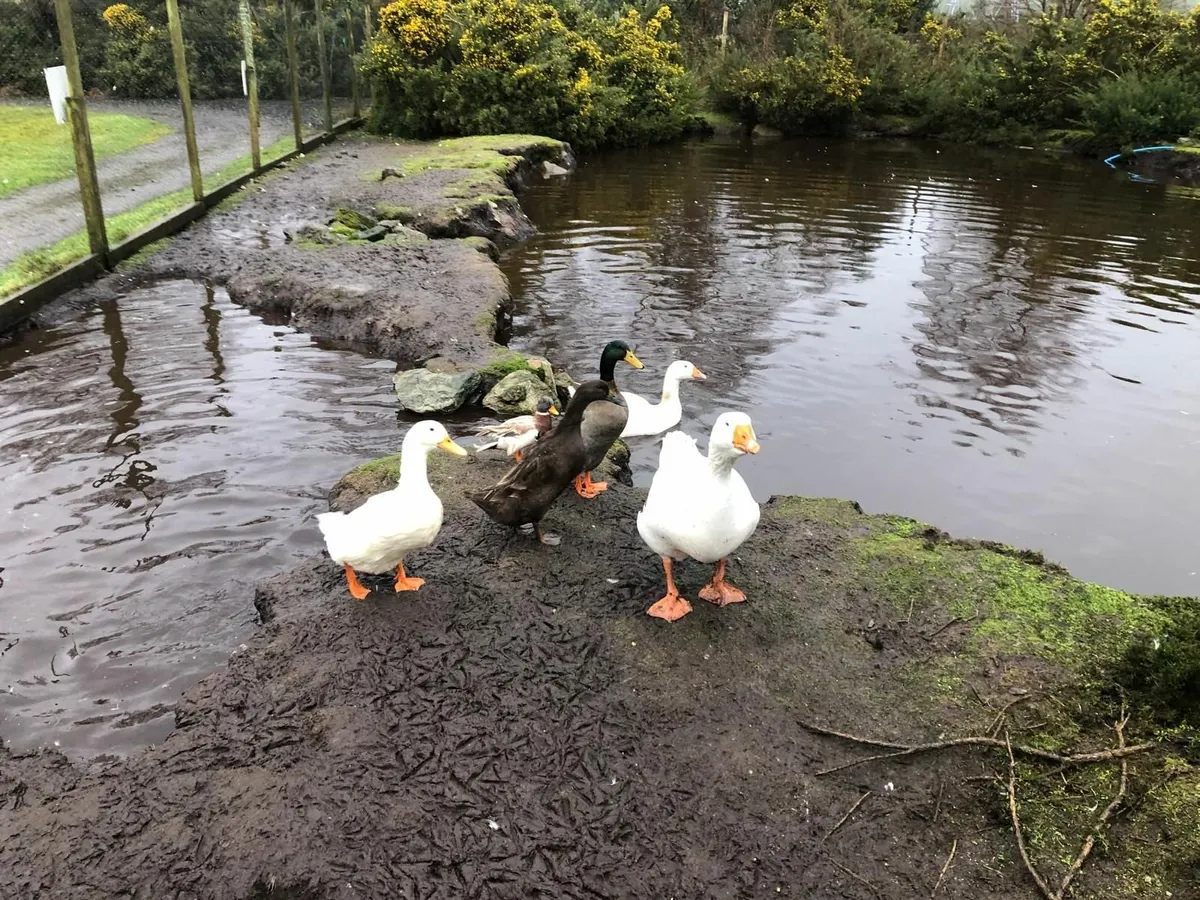 Ducks For Sale - Image 1