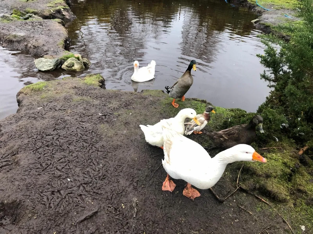 Ducks For Sale - Image 2