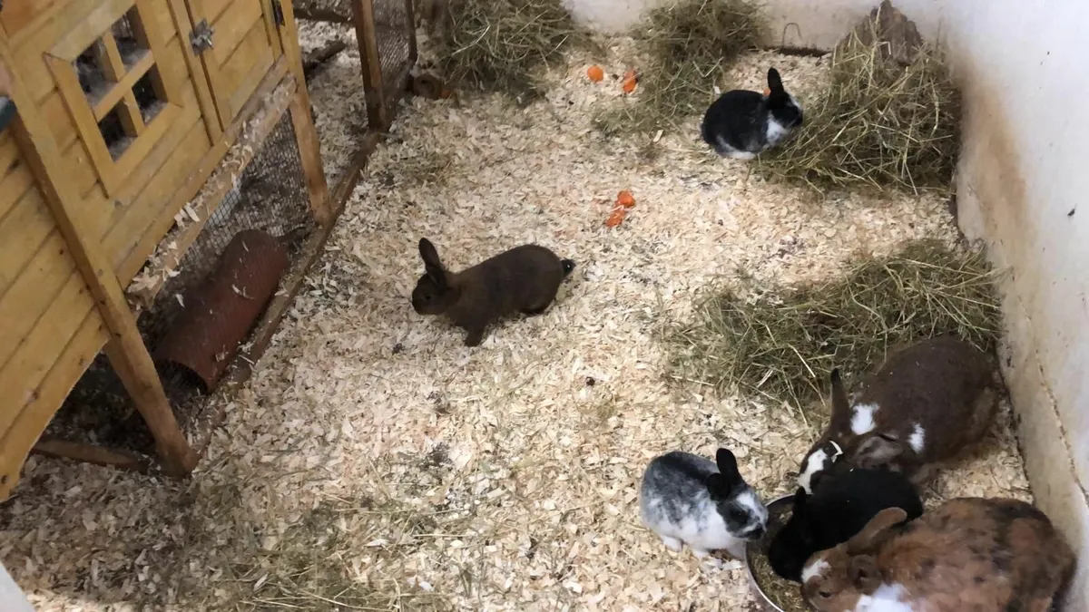 Rabbits for sale - Image 1