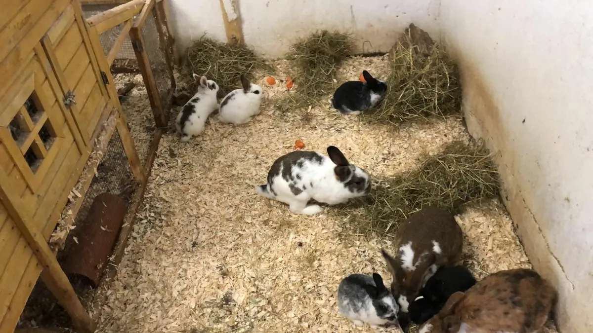 Rabbits for sale - Image 2