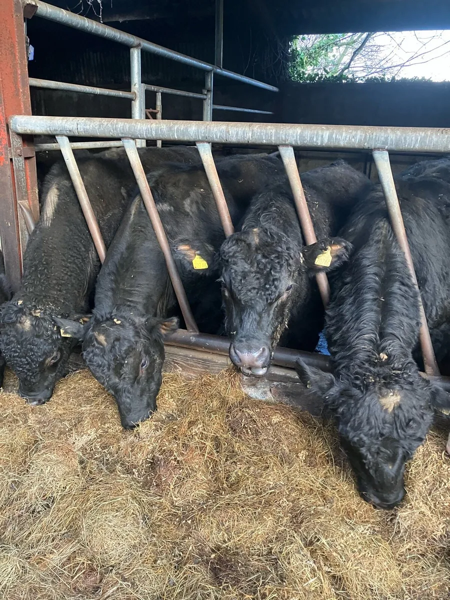 Pbr Angus and Hereford bulls - Image 1
