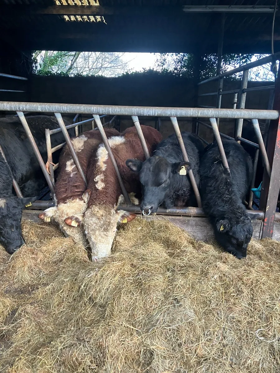 Pbr Angus and Hereford bulls - Image 2