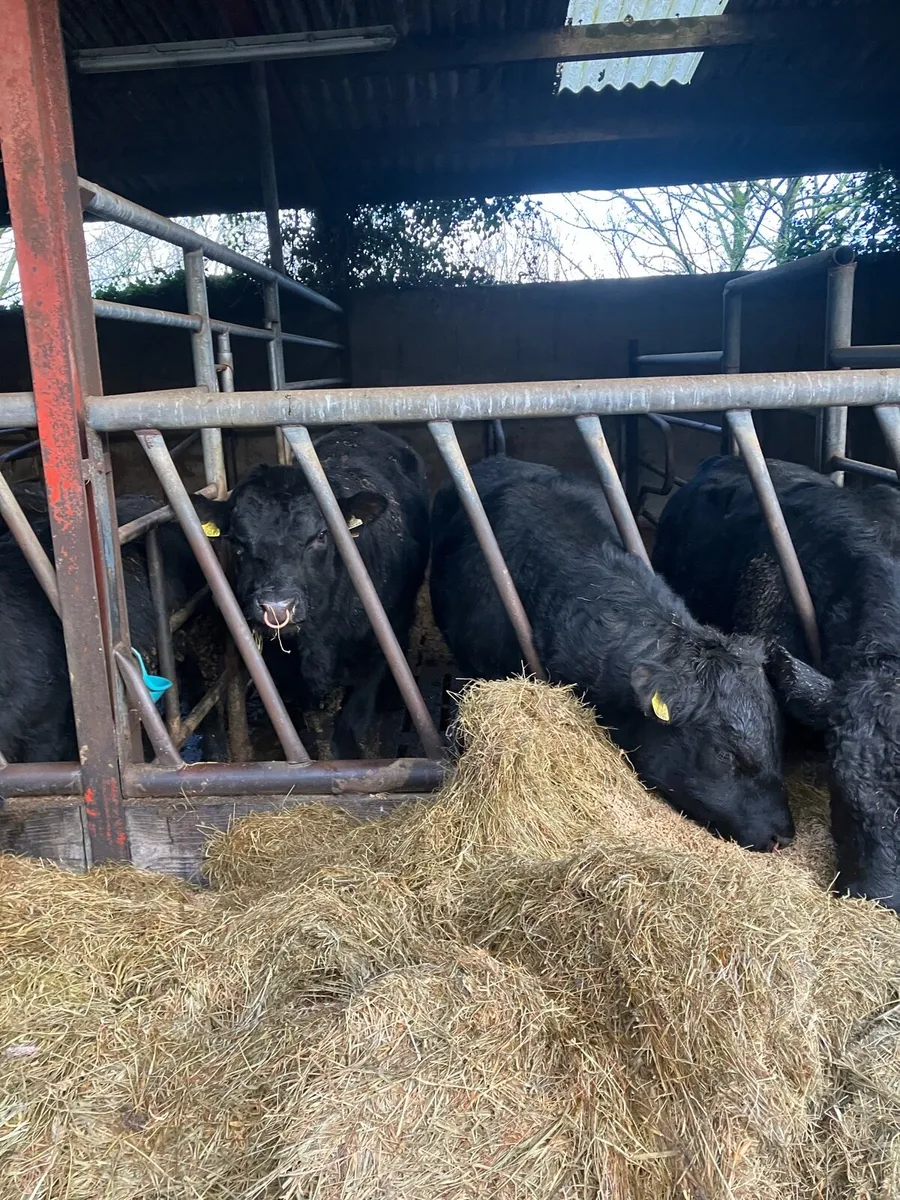 Pbr Angus and Hereford bulls - Image 3