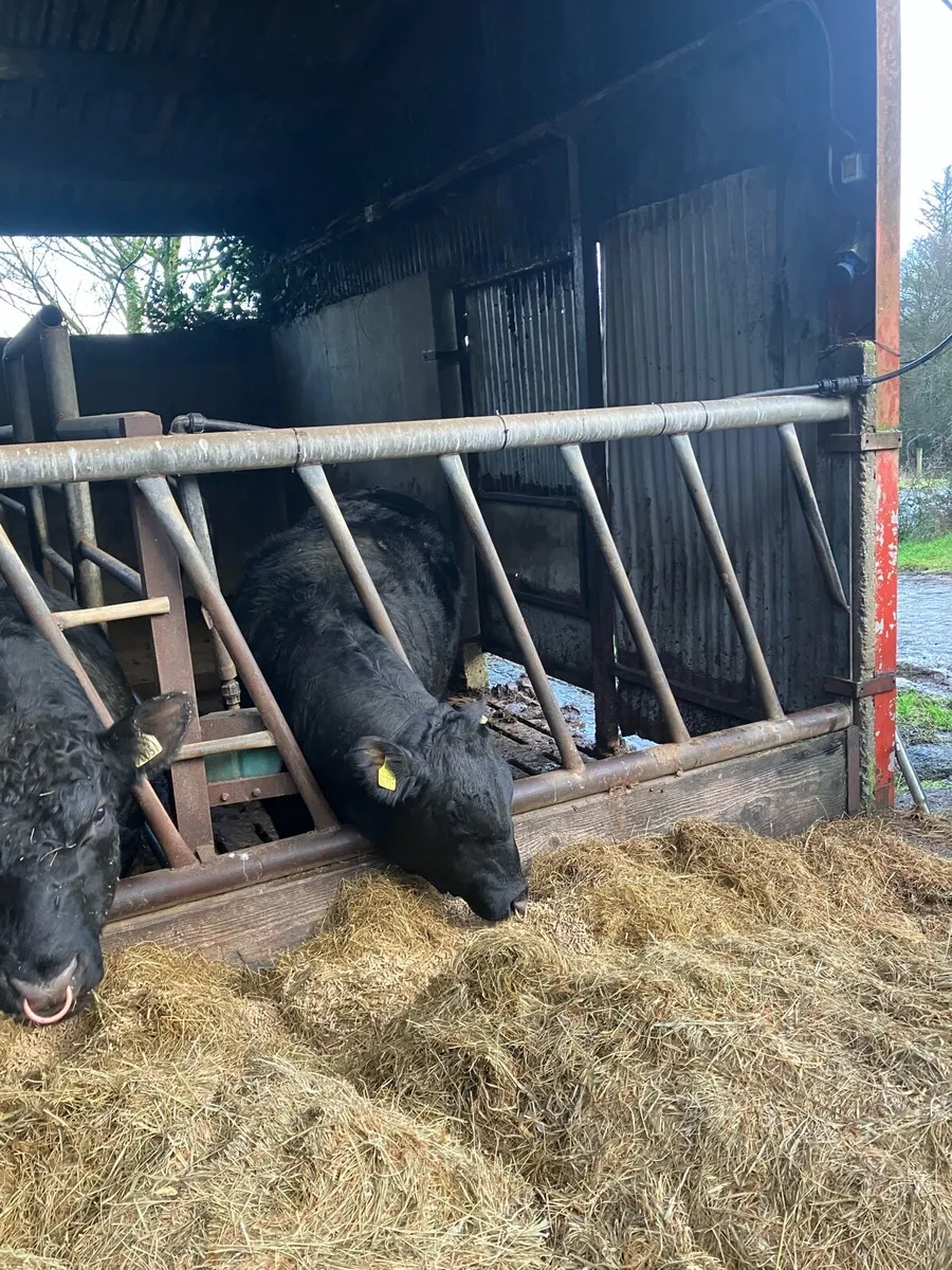 Pbr Angus and Hereford bulls - Image 4