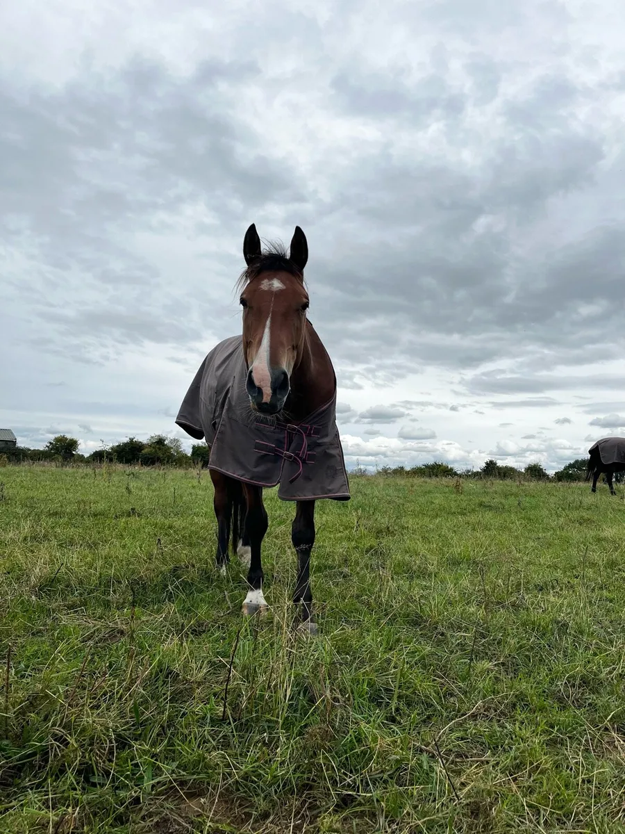 Part time yard help - flexible hours - 3 horses