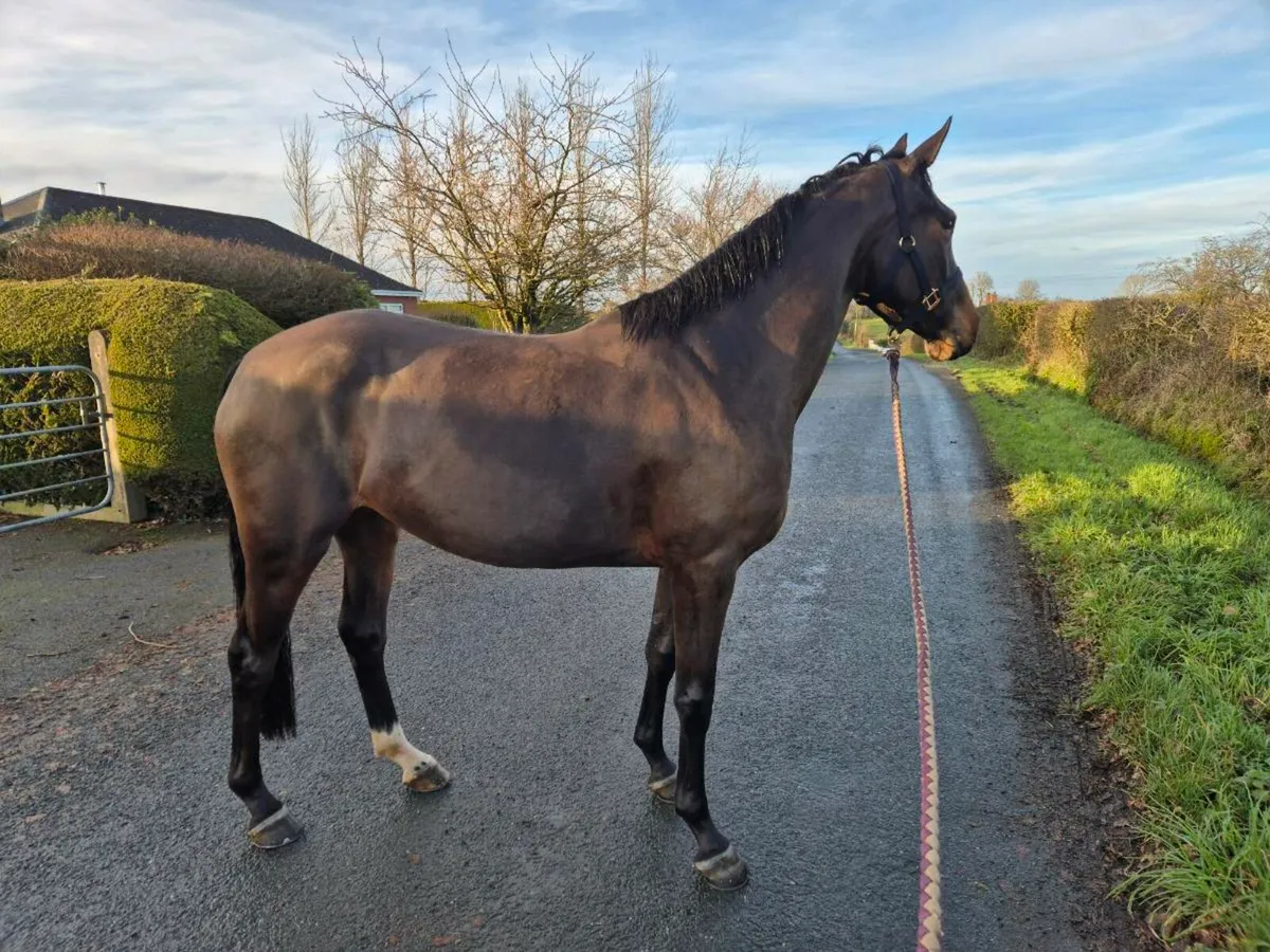 15.3hh 4yr old mare - Image 3