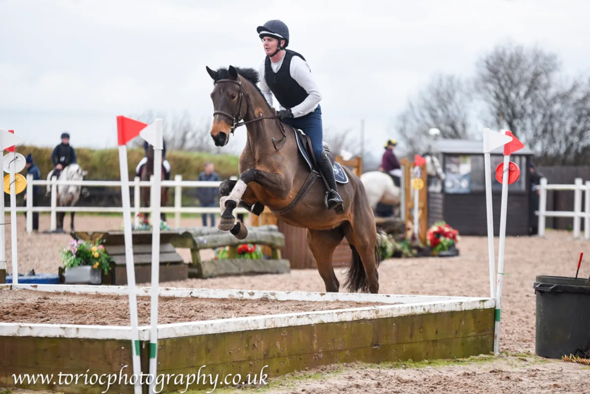 15.3hh 4yr old mare - Image 1