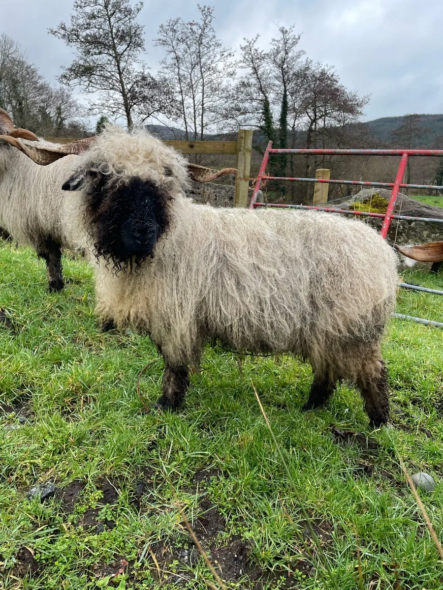 Valais Blacknose - Image 1
