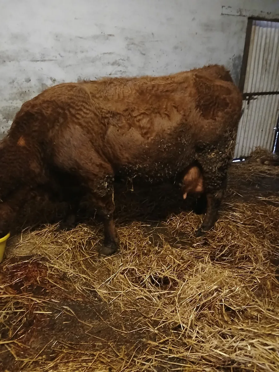 Foster cow - Image 2