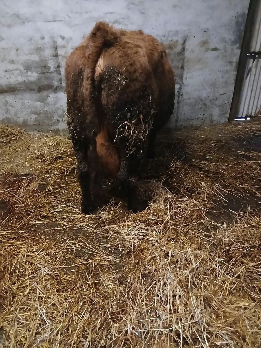 Foster cow - Image 3