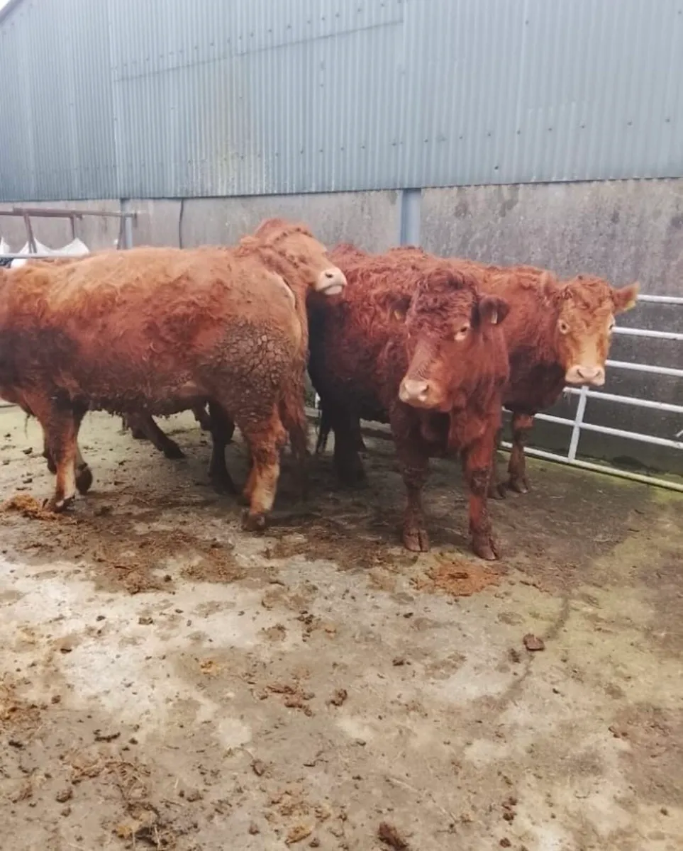 16 Top Quality Incalf Cows/Heifers Saturday 7th - Image 3