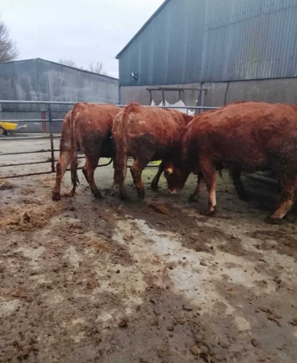 16 Top Quality Incalf Cows/Heifers Saturday 7th - Image 4