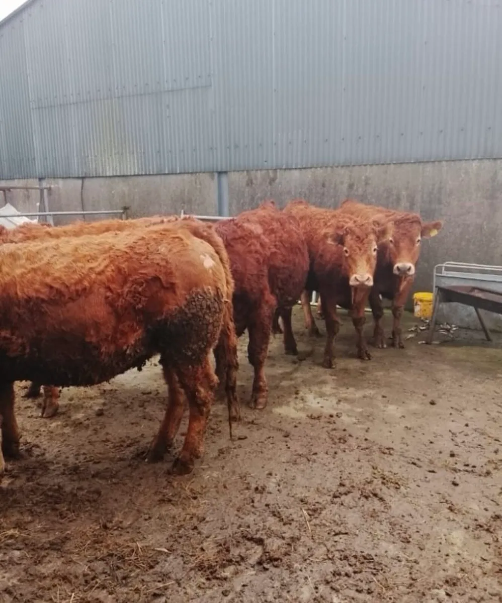 16 Top Quality Incalf Cows/Heifers Saturday 7th - Image 1