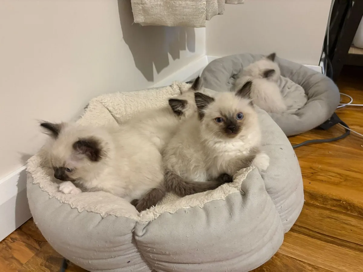 Ragdoll purebred - Image 1