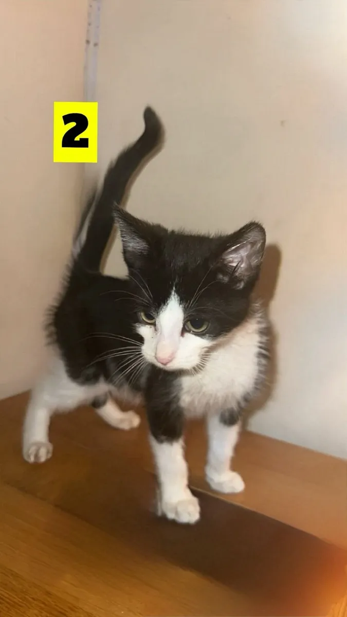 Kittens - Image 2