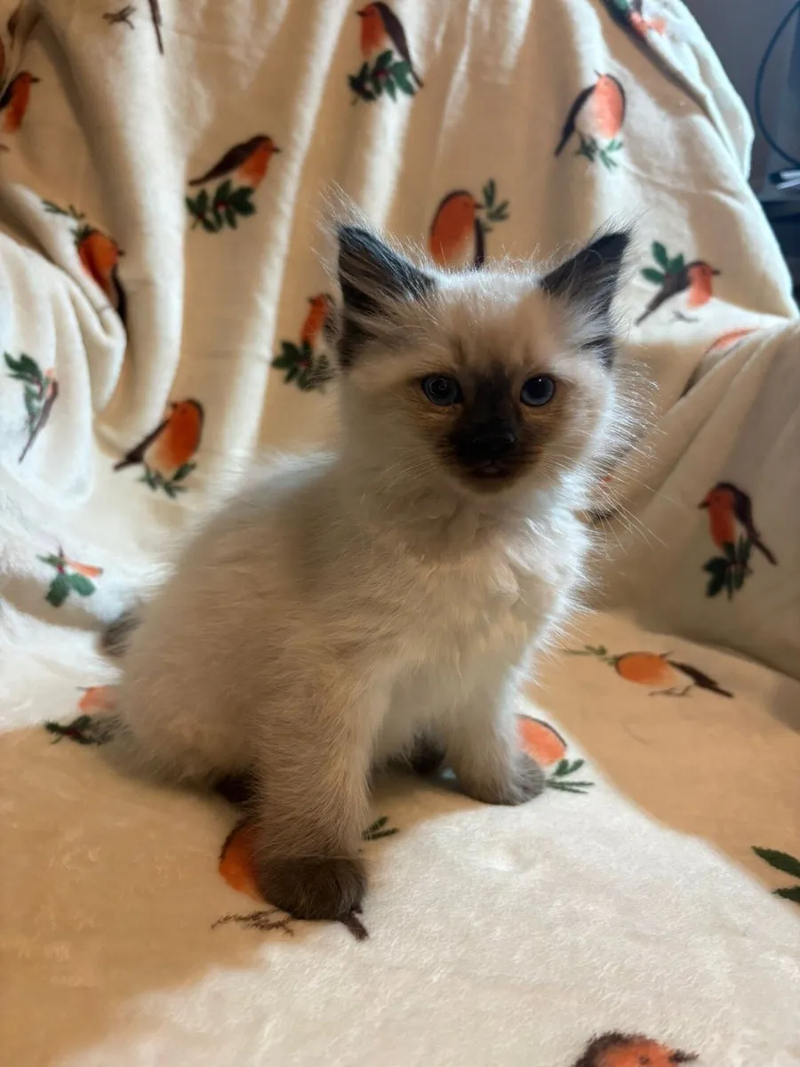 Ragdoll purebred - Image 2