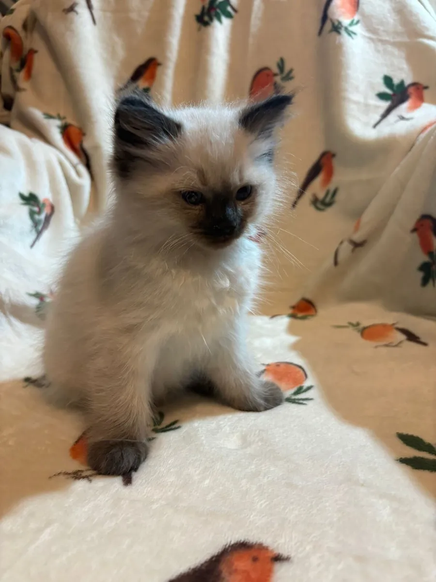 Ragdoll purebred - Image 3