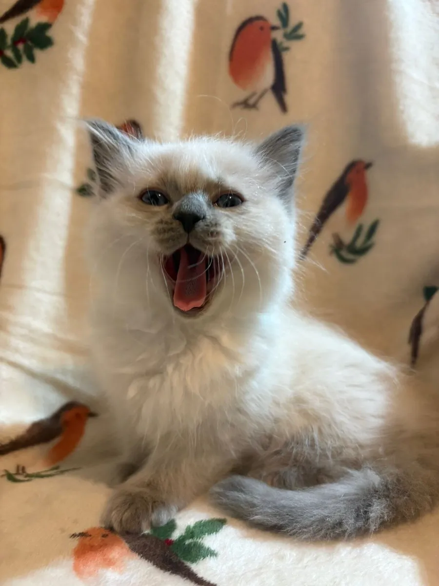 Ragdoll purebred - Image 4