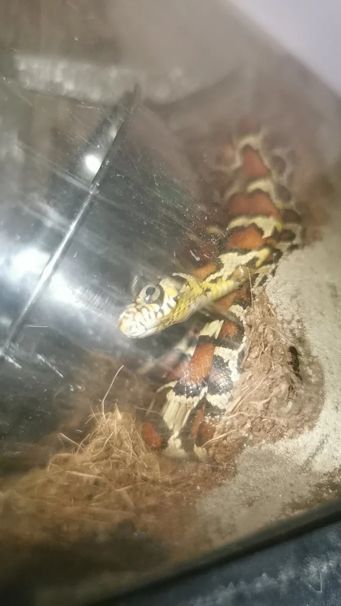 Reptiles & Birds - Image 3