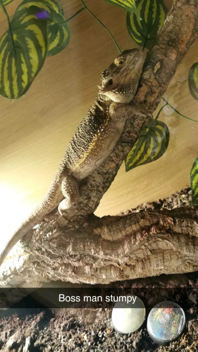 Reptiles & Birds - Image 2