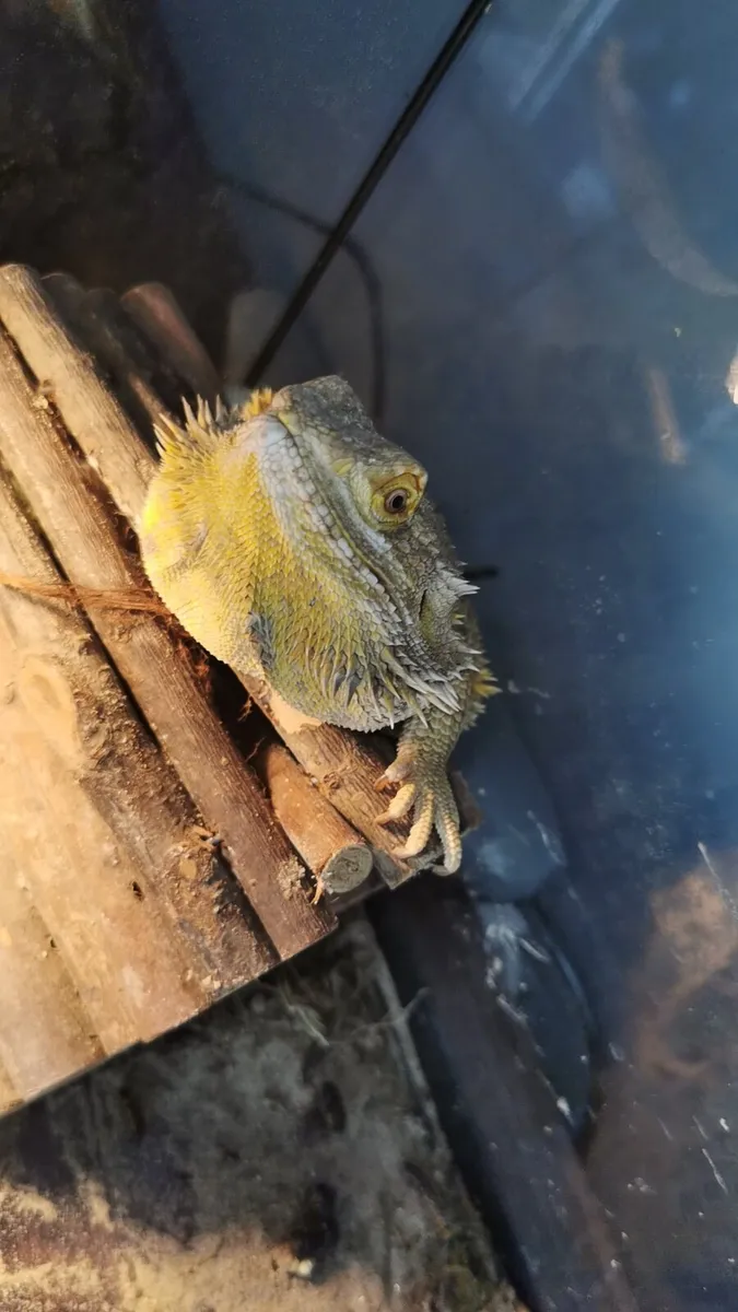 Reptiles & Birds - Image 4