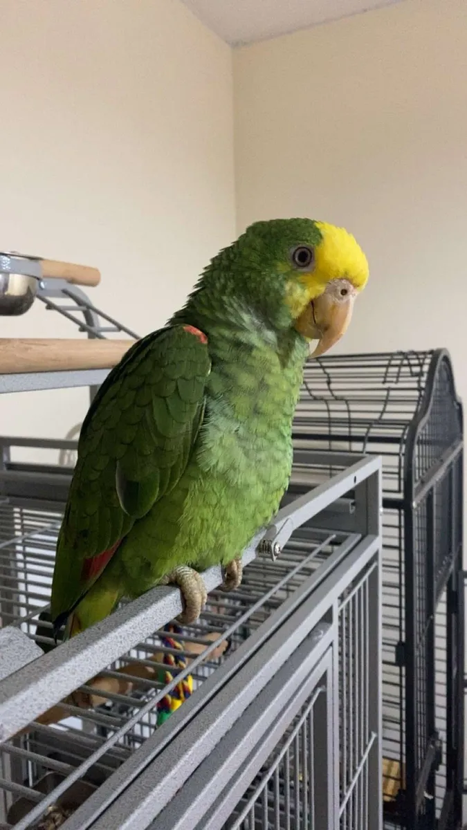 Semi hand tame double yellow Female Amazon - Image 1