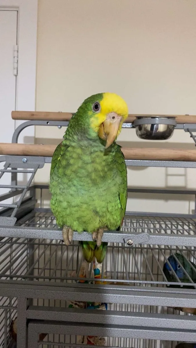 Semi hand tame double yellow Female Amazon - Image 2